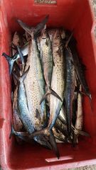 Scomberomorus sierra