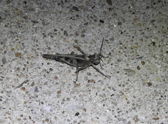 Psinidiini