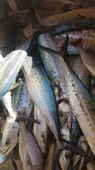 Scomberomorus sierra