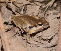 Pelodryadidae