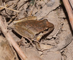 Pelodryadidae