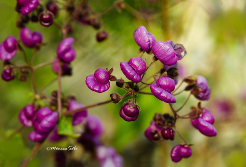 Calceolaria violeta