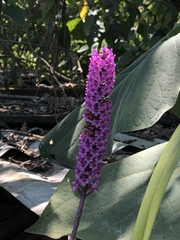 Arpophyllum giganteum