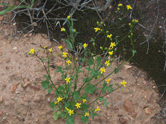 Cineraria platycarpa