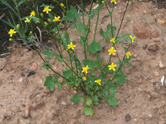 Cineraria platycarpa