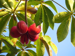Sterculia foetida