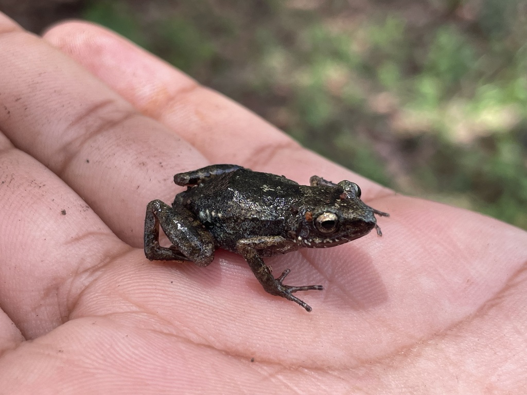 Rain Frogs from Cuernavaca, Mor., MX on July 31, 2023 at 12:35 PM by