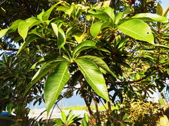 Sterculia foetida