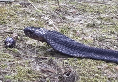 Naja sumatrana