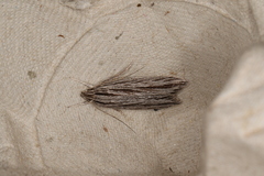 Leistarcha scitissimella