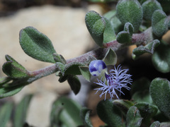 Polygala asbestina