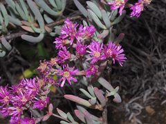 Ruschia pungens