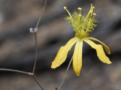 Bulbine mesembryanthemoides