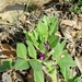 Vicia narbonensis - Photo (c) עומר וינר, μερικά δικαιώματα διατηρούνται (CC BY-NC), uploaded by עומר וינר