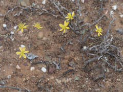 Bulbine mesembryanthemoides