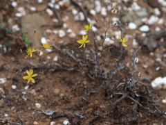 Bulbine mesembryanthemoides