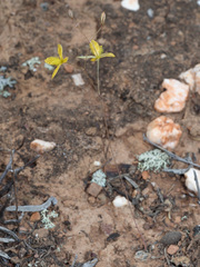 Bulbine mesembryanthemoides