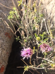 Monardella robisonii