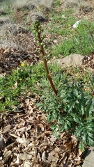 Scrophularia rubricaulis