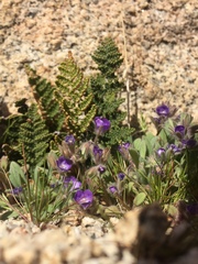Phacelia curvipes