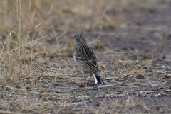 Anthus spragueii