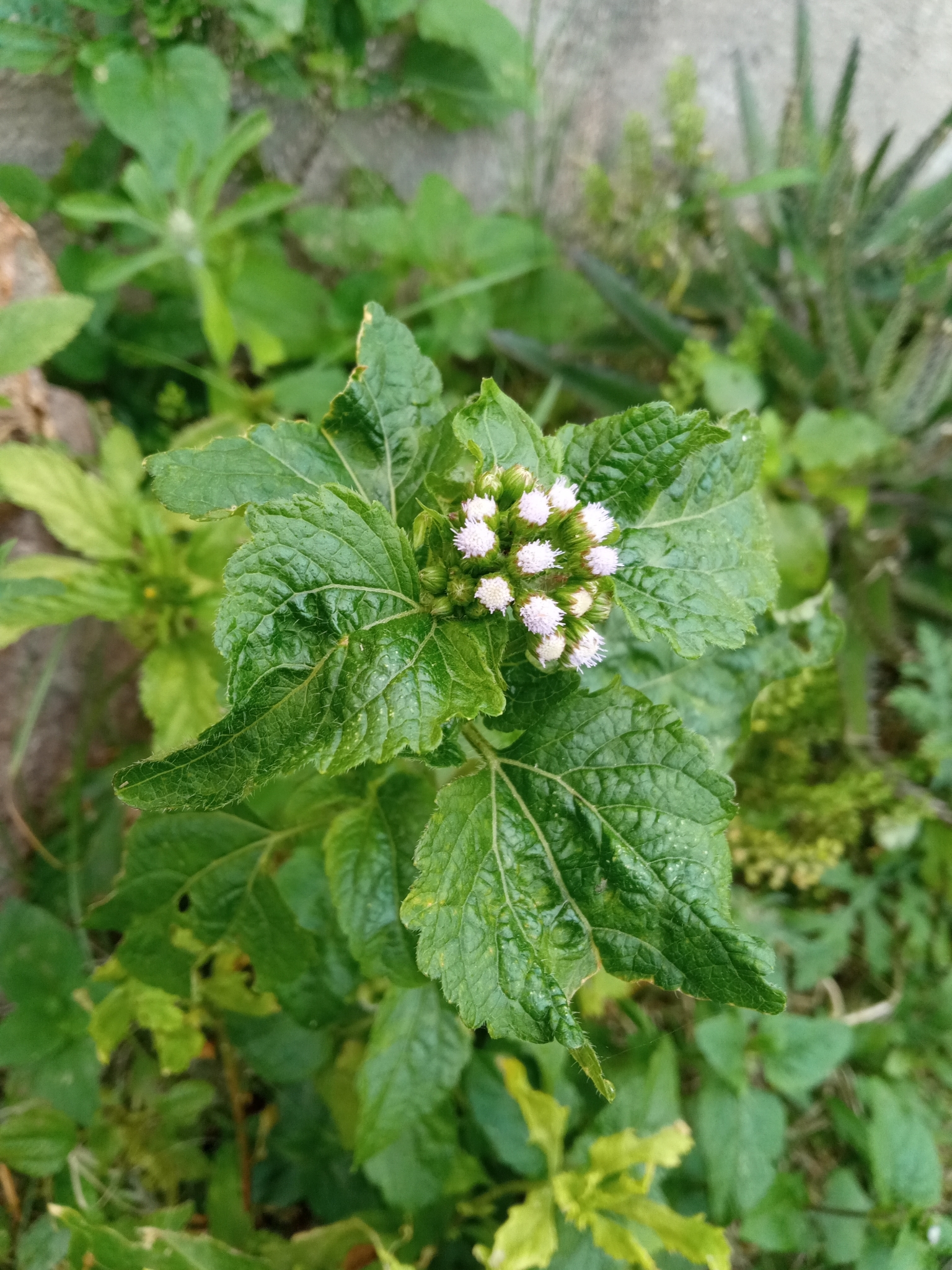 Ageratum conyzoides