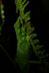 Ota's Japalure photo 1