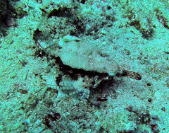 Eurypegasus draconis