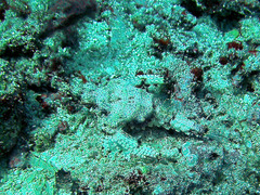 Eurypegasus draconis