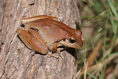 Ranoidea lesueuri
