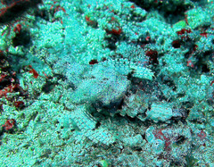 Eurypegasus draconis