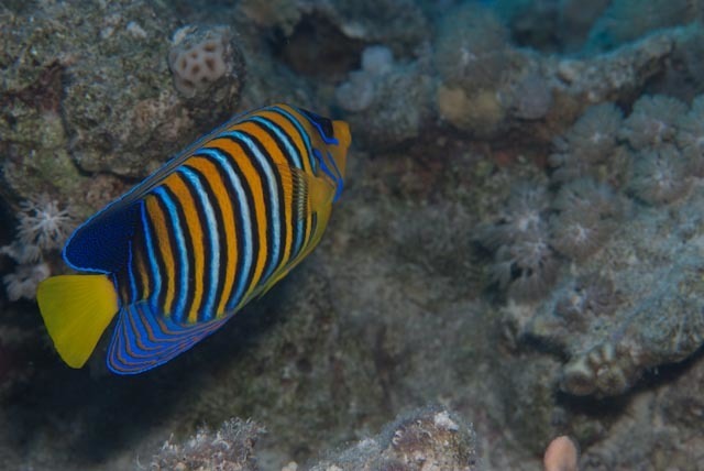 Royal Angelfish