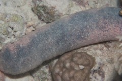 Holothuria edulis