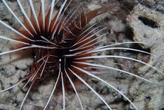 Pterois cincta