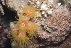 Cladopsammia gracilis