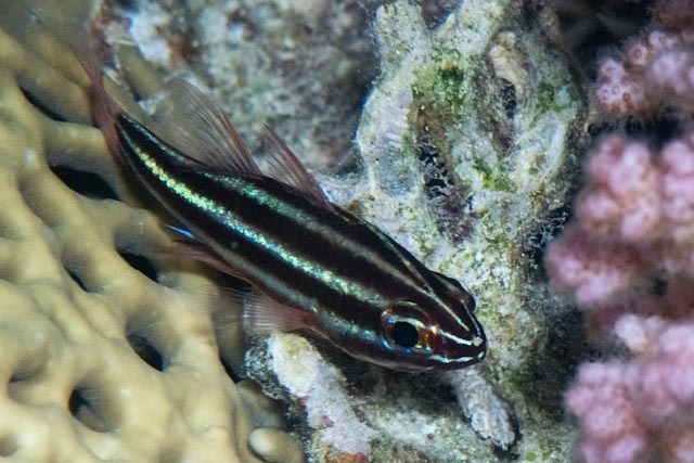 Blackbanded Soldierfish