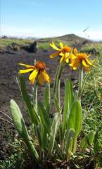 Tephroseris subfrigida