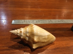 Macrostrombus costatus