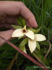 Eulophia parvilabris