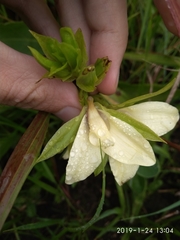 Eulophia parvilabris