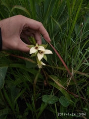 Eulophia parvilabris