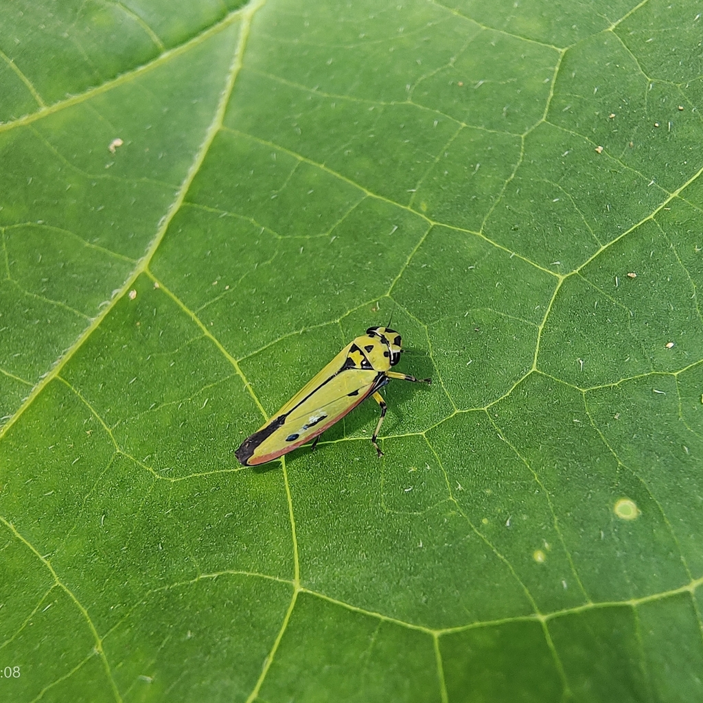 Atkinsoniella malaisei