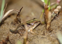 Fejervarya limnocharis