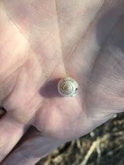 Praticolella berlandieriana