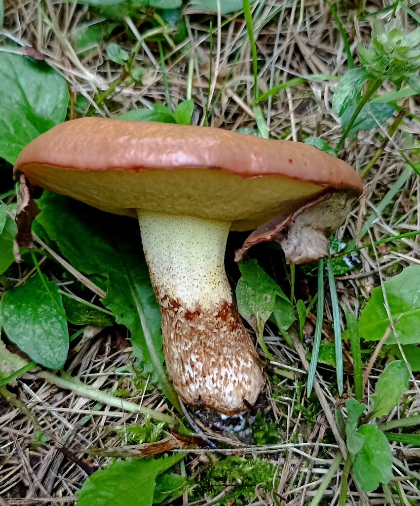 Suillus