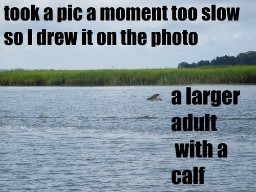 Tamanend's Bottlenose Dolphin photographed in Georgia
