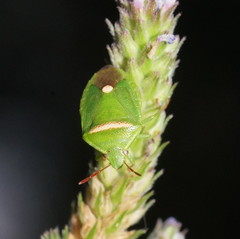 Ocirrhoe unimaculata