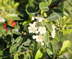 Pyracantha koidzumii