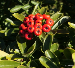 Pyracantha koidzumii