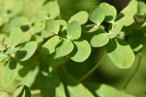 Image of Euphorbia pilosa by (c) Марина Садыкова, some rights reserved (CC BY)